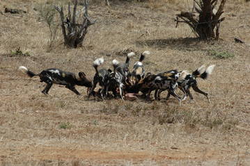 African Wild Dogs – Center for Ecosystem Sentinels
