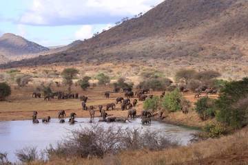 Elephants at Dindira Dam