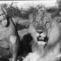 George Adamson and Christian in 1973