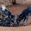 Mshamba pups1
