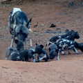 Mshamba pups2