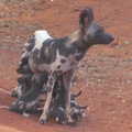 Mshamba pups3