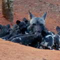 Mshamba pups6