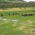 Elephant herd (about 250 in all)